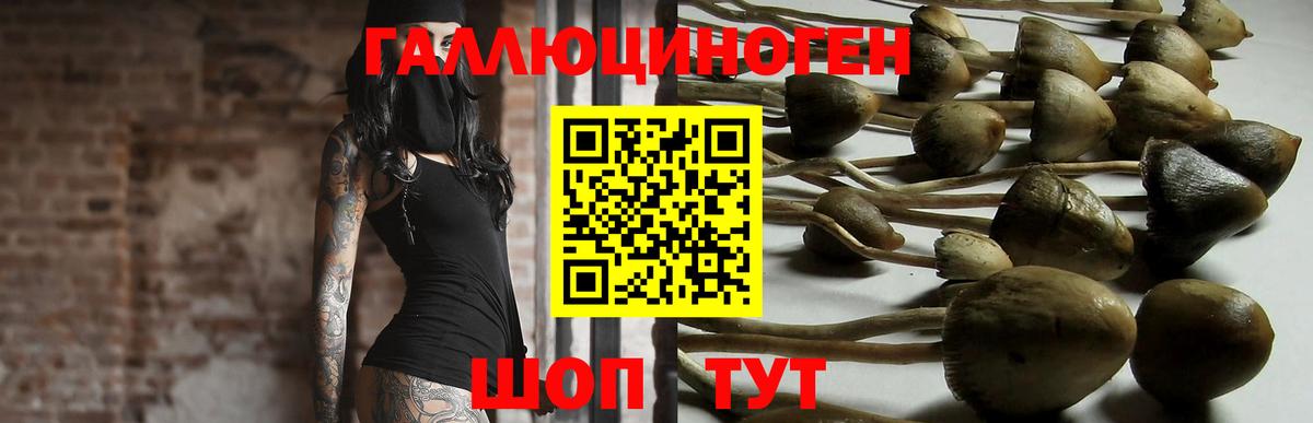 Псилоцибиновые грибы Psilocybine cubensis Заволжье